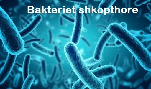 Bakteret shkopthore – Bacilet